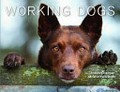 Working dogs : a photo documentary of the Australian working dog / Andrew Chapman, Melanie Faith Dove.